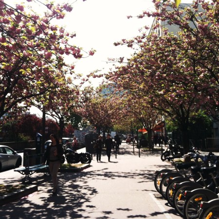 blossoms in the 7th arrondissement. 